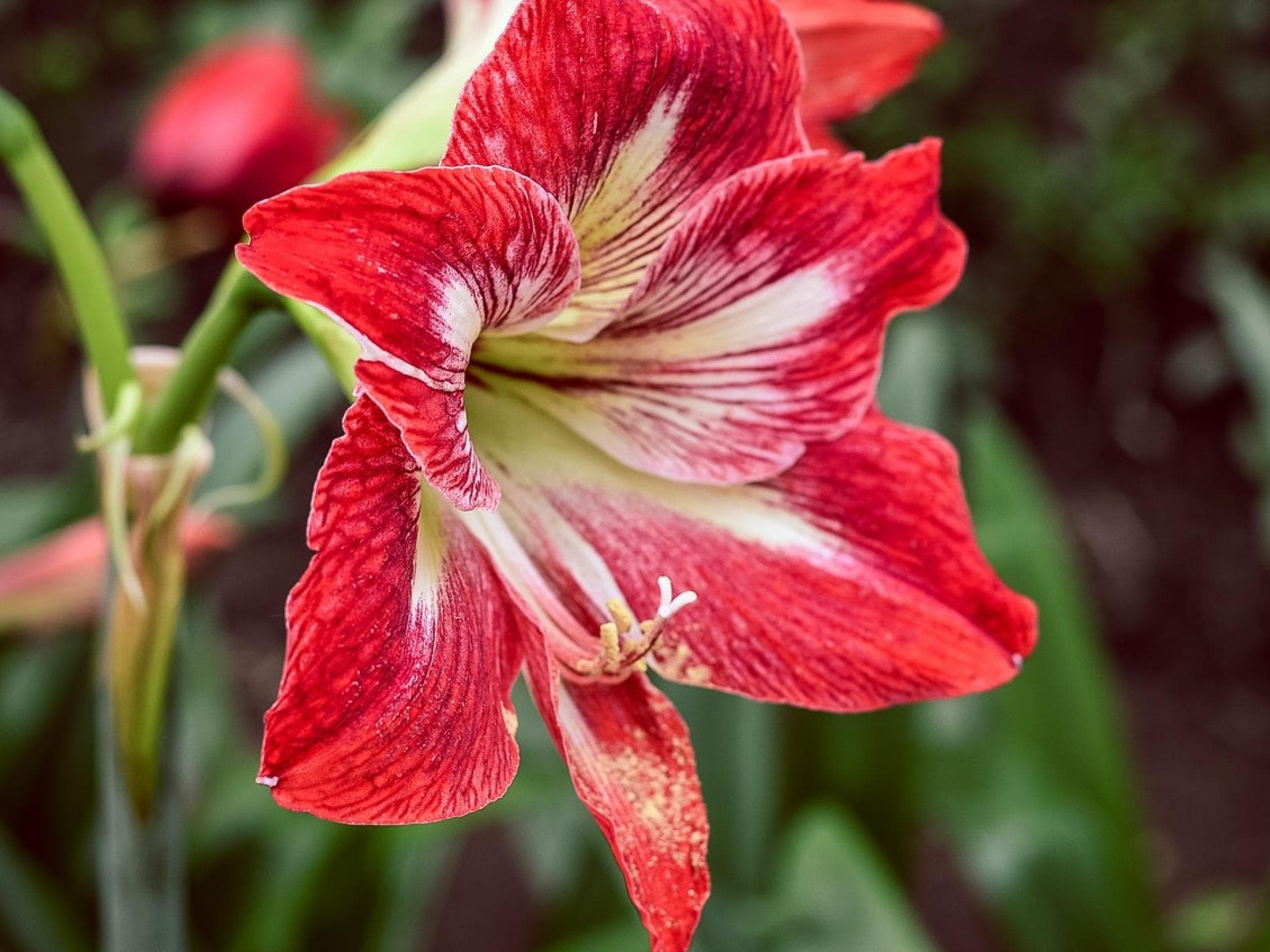 Rote Amaryllis. Rote Amaryllis.