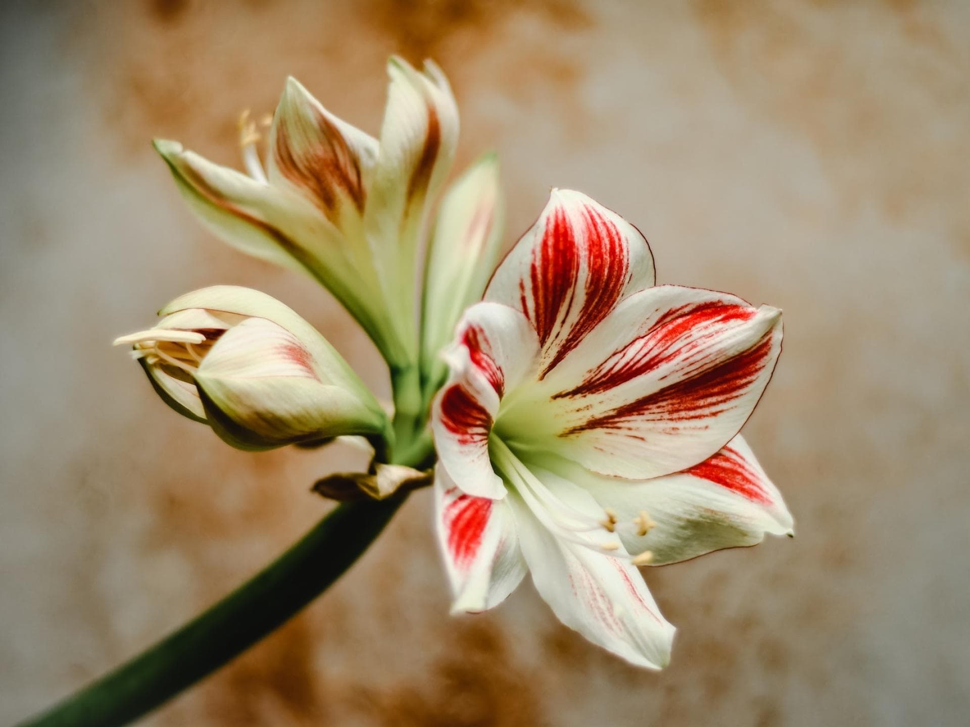 Weiße Amaryllis. Weiße Amaryllis.