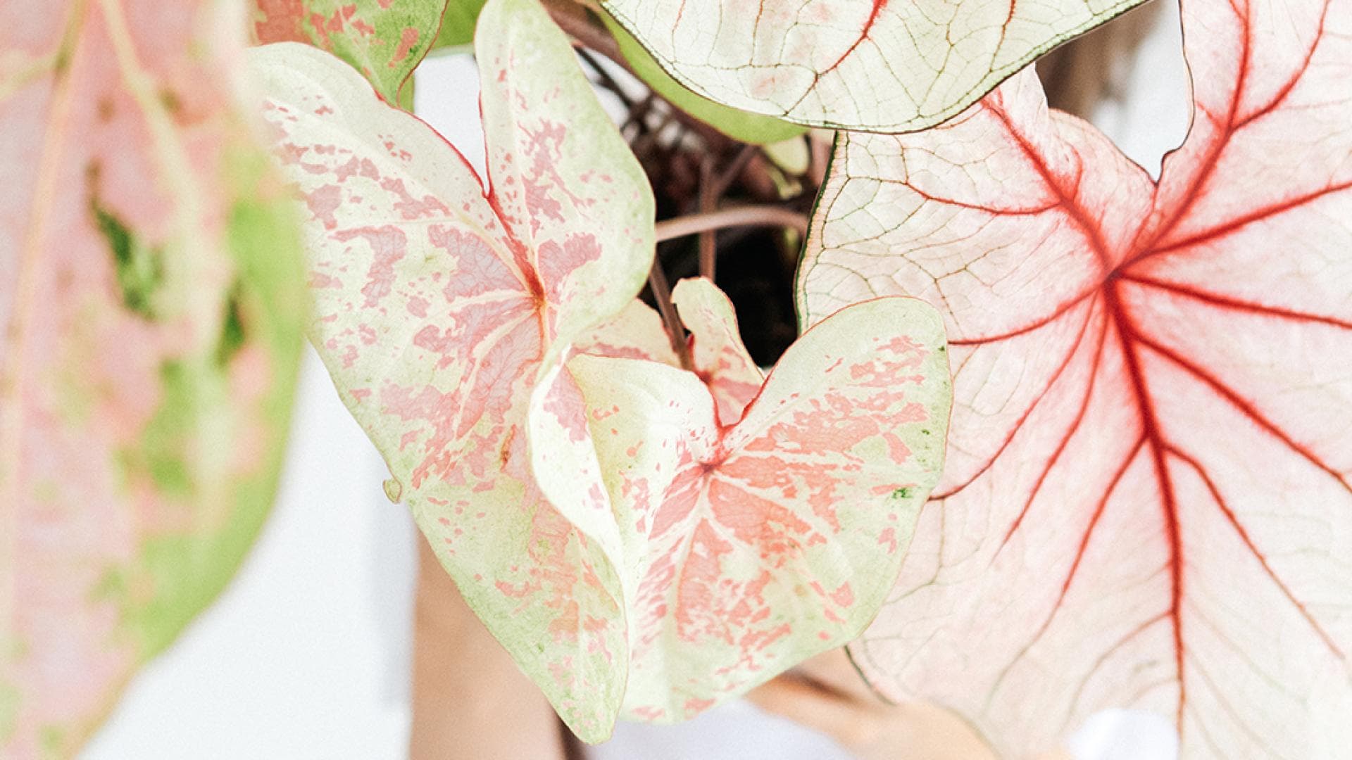 Frau hält eine Caladium. Frau hält eine Caladium.