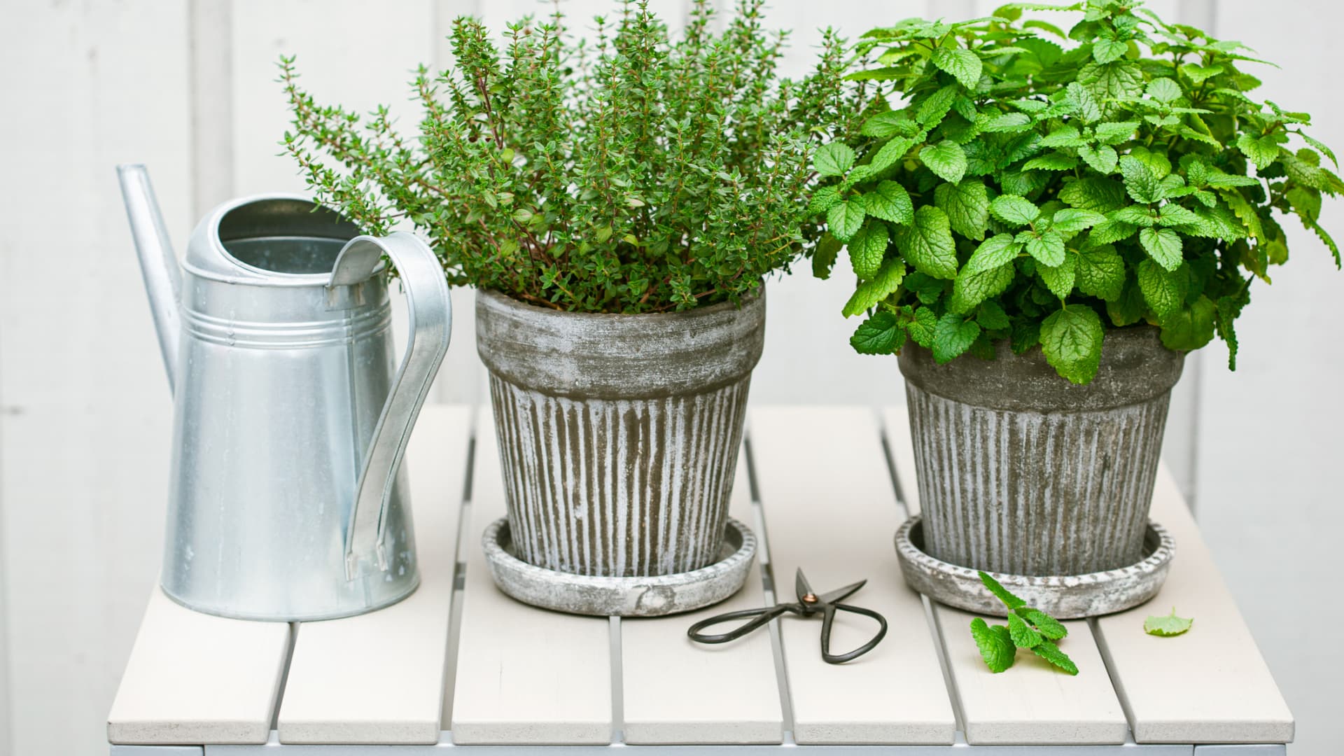 Sonnenbeständige Kräuter für Balkon, Schrebergarten und Garten Sonnenbeständige Kräuter