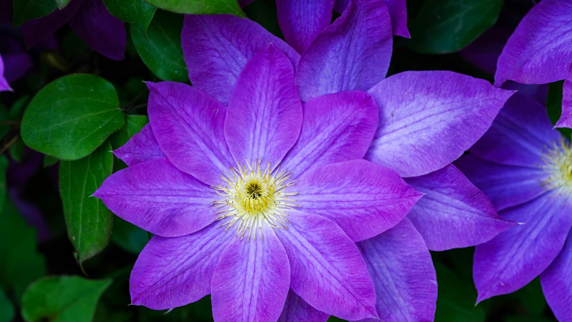 Die Clematis ist hervorragend als Sichtschutz geeignet Sichtschutz-Pflanze Clematis