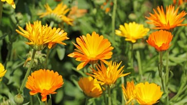 Ringelblumen Ringelblumen