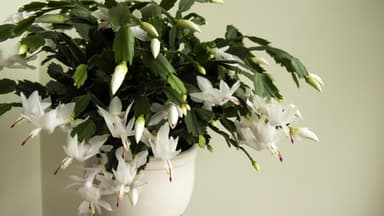 Winterblühende Pflanzen Winterblühende Pflanzen