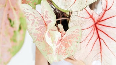 Frau hält eine Caladium. Frau hält eine Caladium.