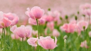 Einige Gartenpflanzen brauchen nur wenig Wasser - wie etwa der Mohn Gartenpflanzen die wenig Wasser brauchen