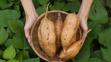 Süßkartoffeln können Sie auch im Hochbeet anbauen Süßkartoffel anbauen im Hochbeet