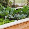 Bauen Sie sich ein Hochbeet mit unserer Anleitung selber Selbst gebautes Hochbeet
