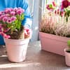 Pflegeleichte Balkonblumen sind ideal für alle, die wenig Zeit haben Frau topft pflegeleichte Balkonblumen ein