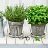 Sonnenbeständige Kräuter für Balkon, Schrebergarten und Garten Sonnenbeständige Kräuter
