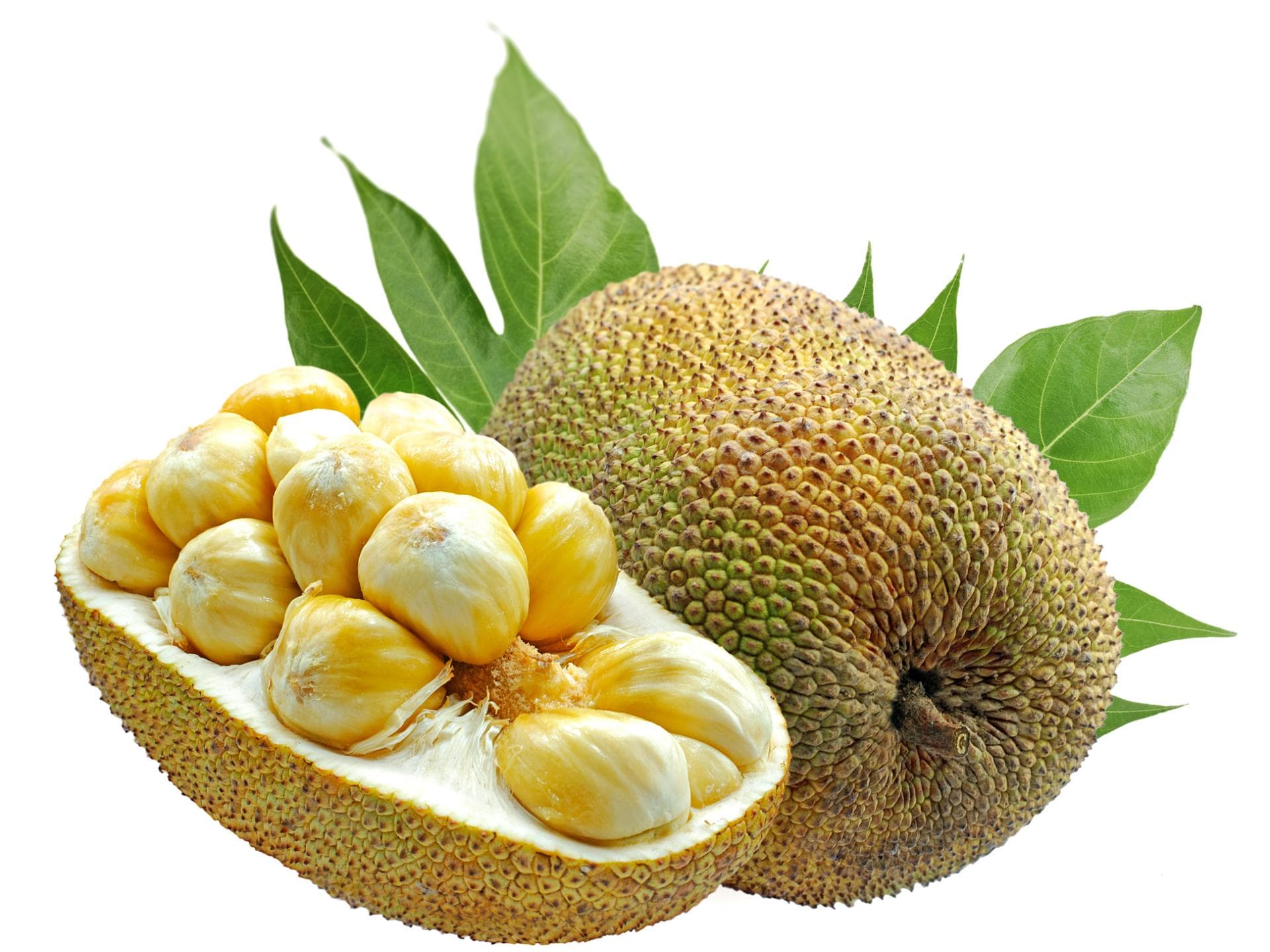 Exotische Früchte  Jackfruit