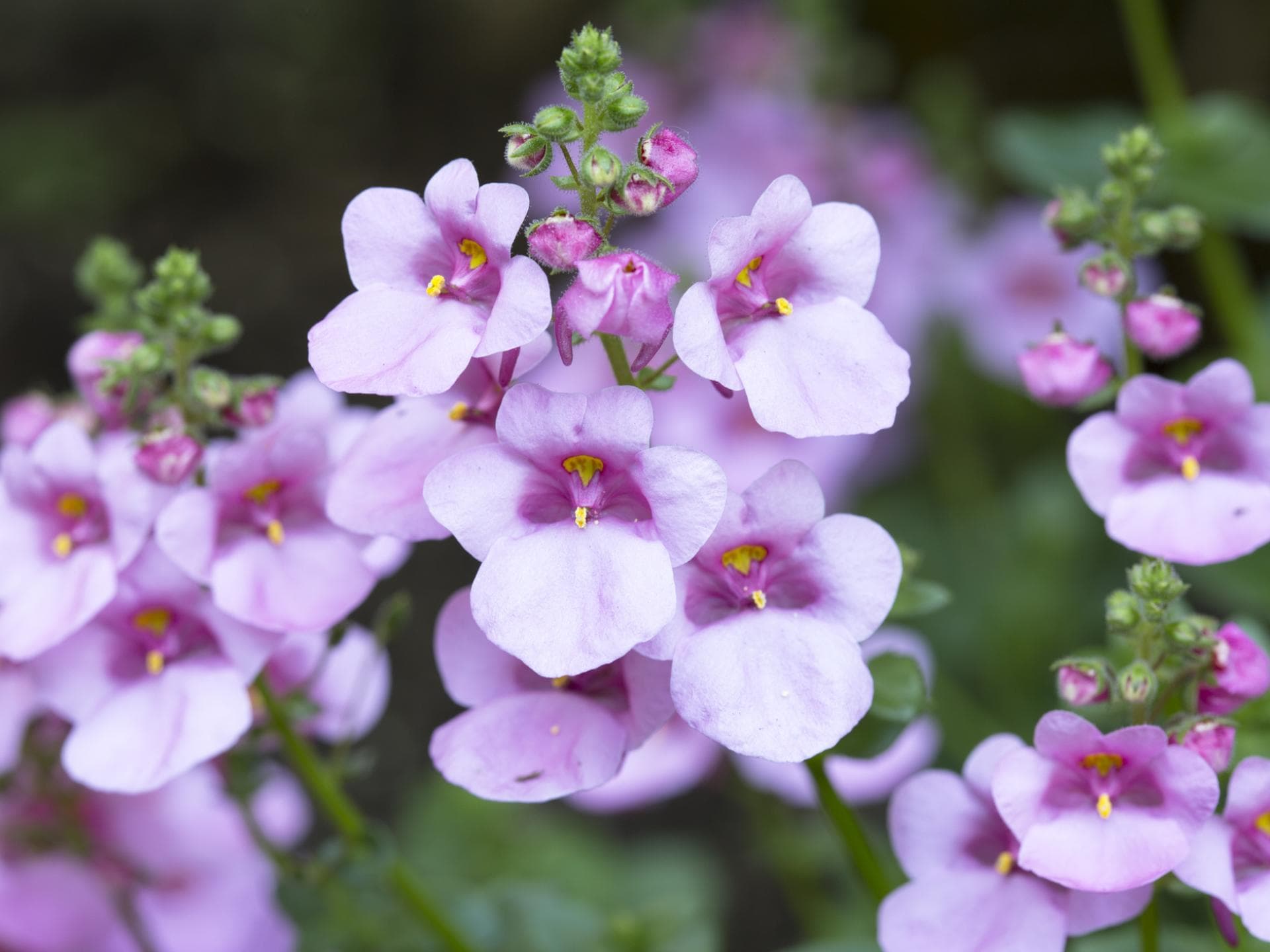 Blumen in Pastellfarben Elfensporn