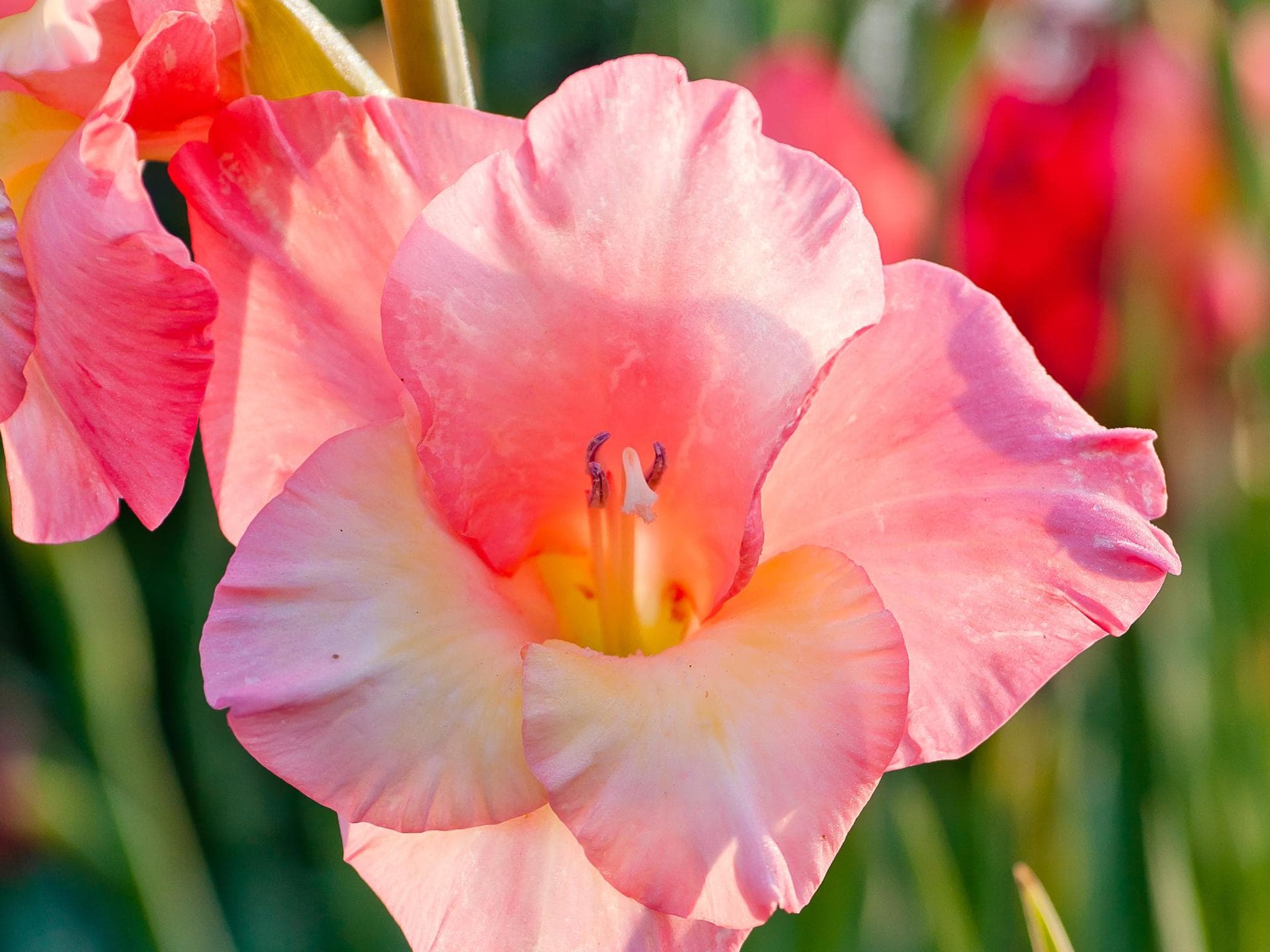 Blumen in Pastellfarben Gladiolen
