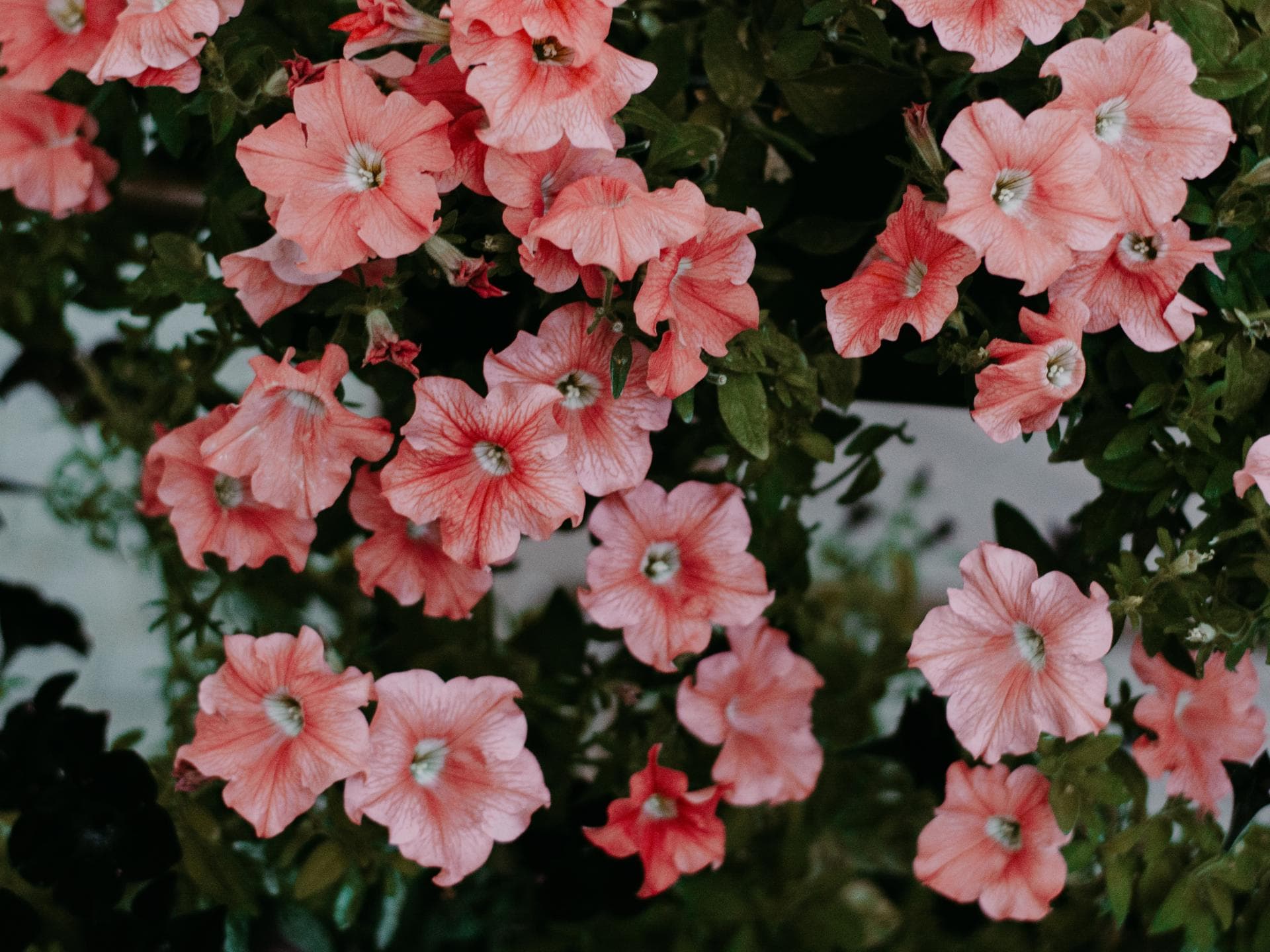 Blumen in Pastellfarben Petunien