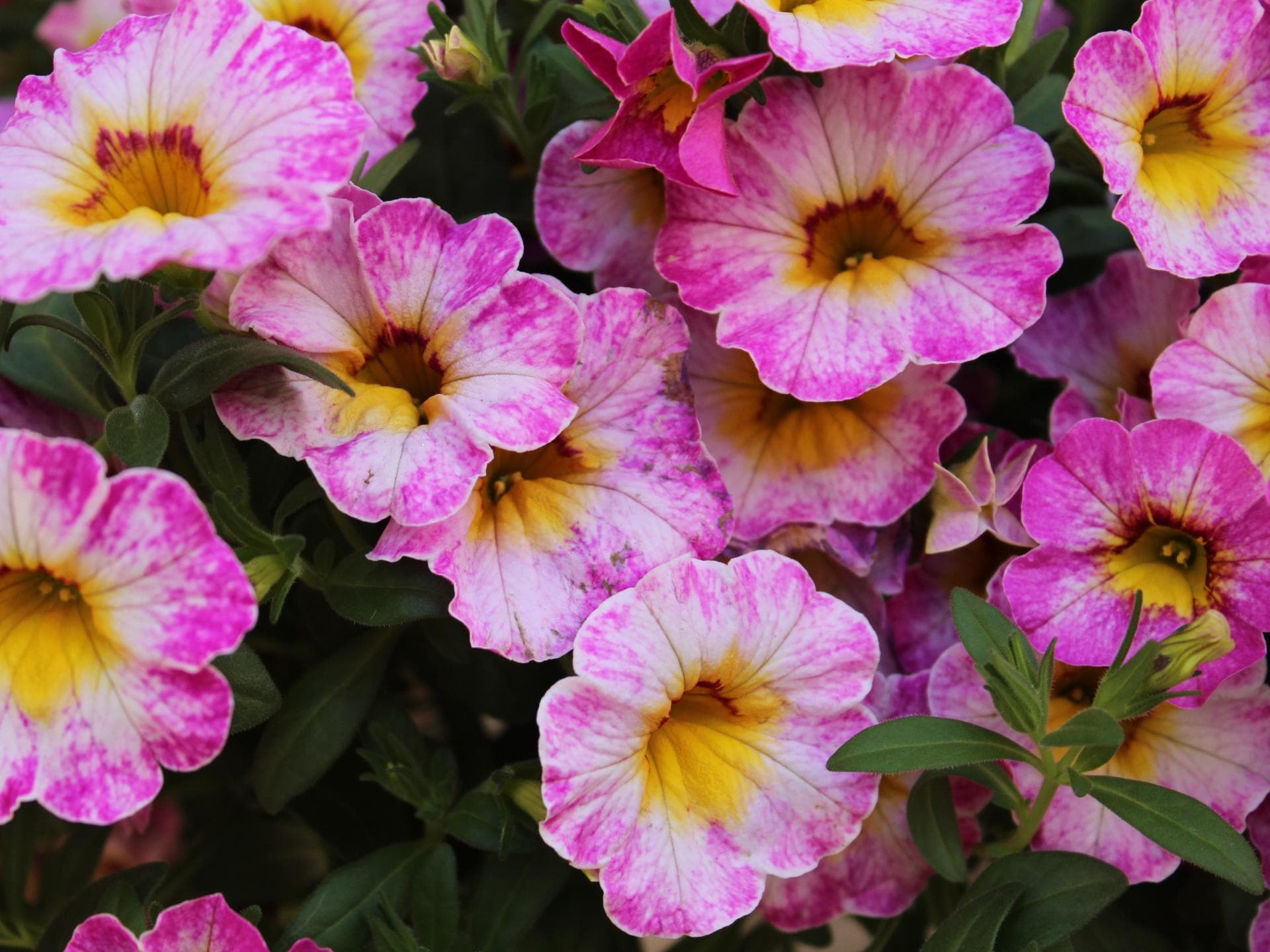 Blumen in Pastellfarben Zauberglöckchen