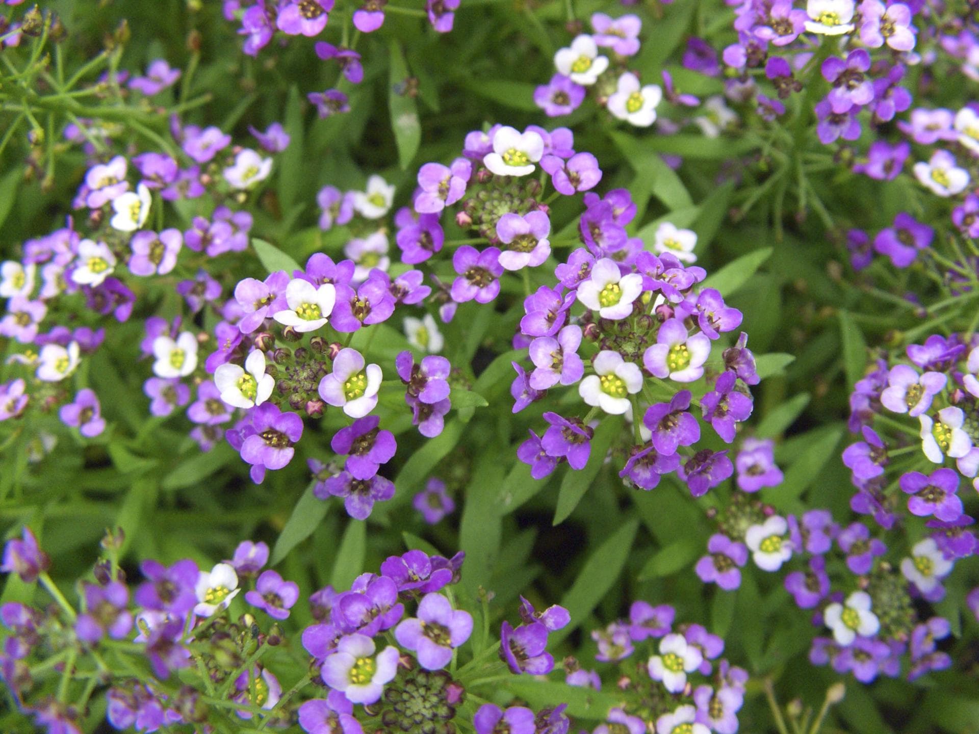 Blumen in Pastellfarben Duftsteinrich