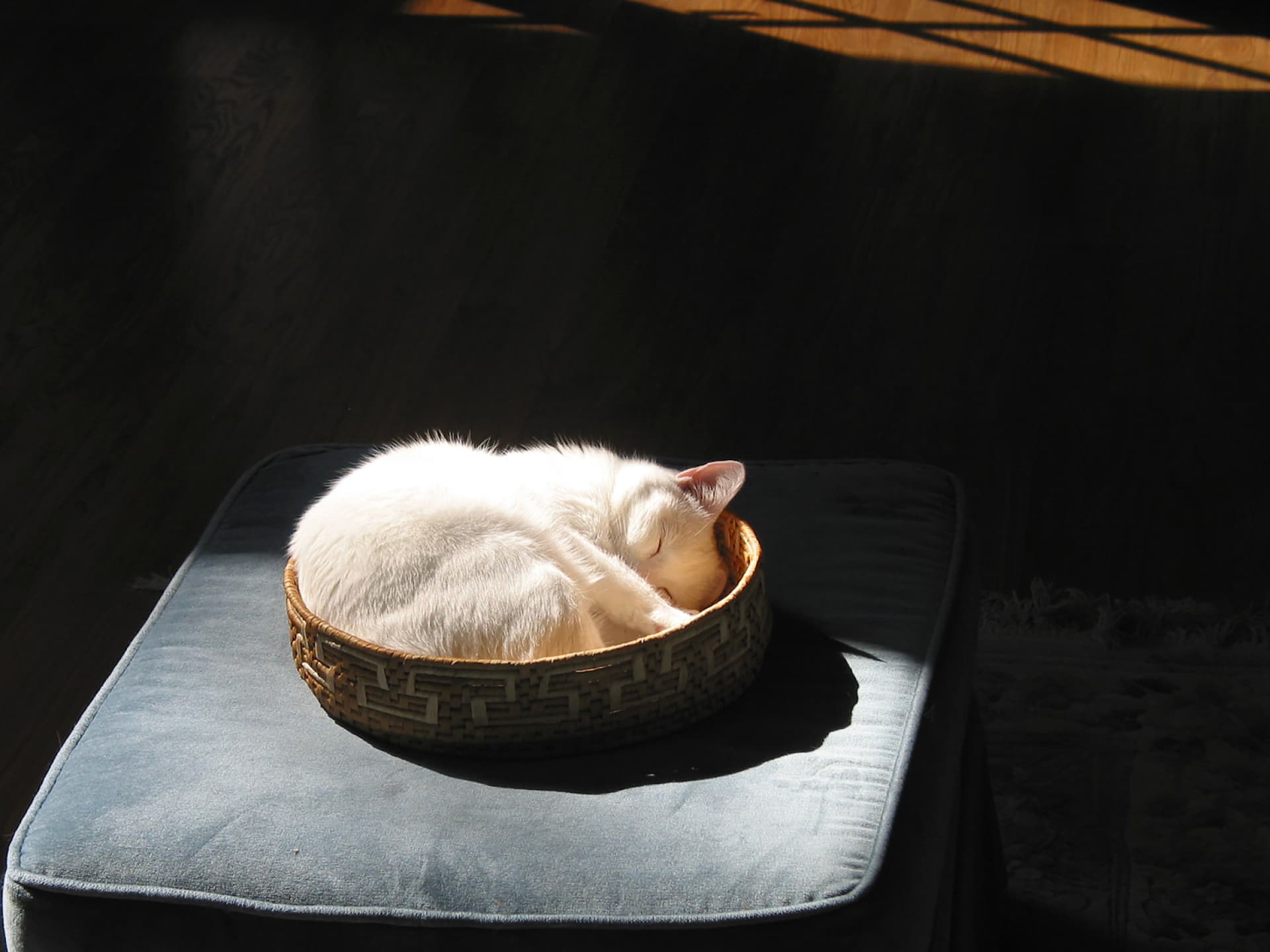 Häkelanleitung für ein Katzenkörbchen Katze im selbst gehäkelten Katzenkörbchen