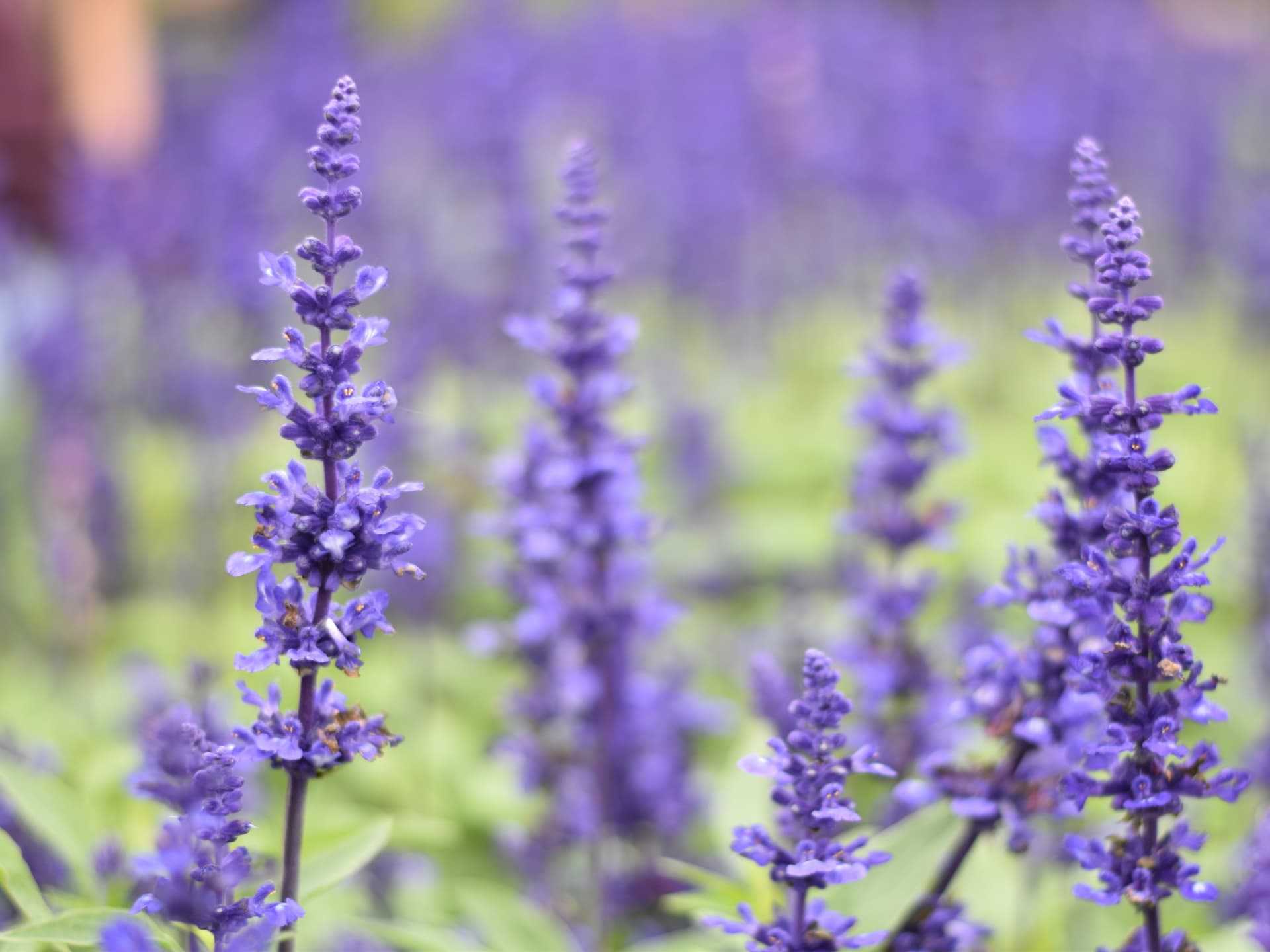 Lavendel liebt die Sonne Sonnenbeständige Kräuter - Lavendel