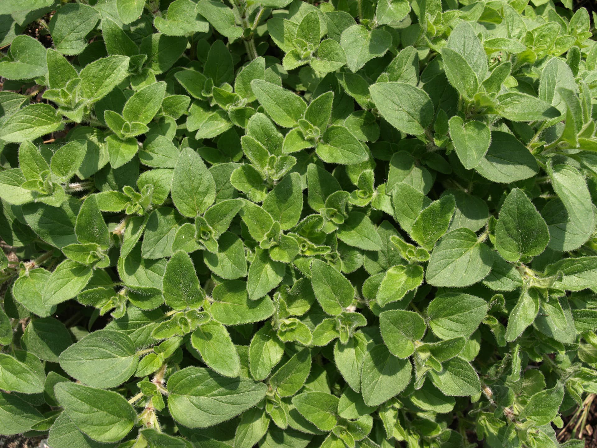 Oregano freut sich über ein sonniges und warmes Plätzchen Sonnenbeständige Kräuter - Oregano