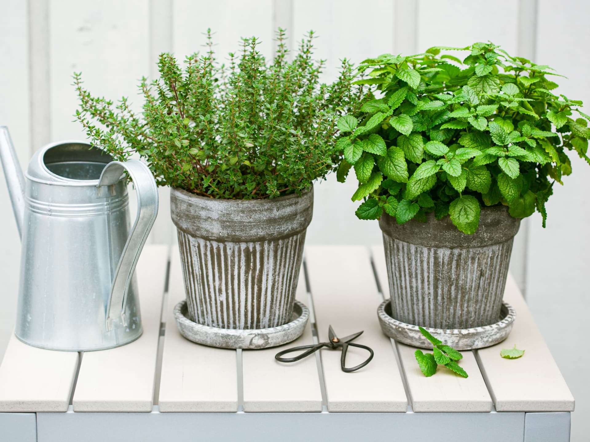 Sonnenbeständige Kräuter für Balkon, Schrebergarten und Garten Sonnenbeständige Kräuter