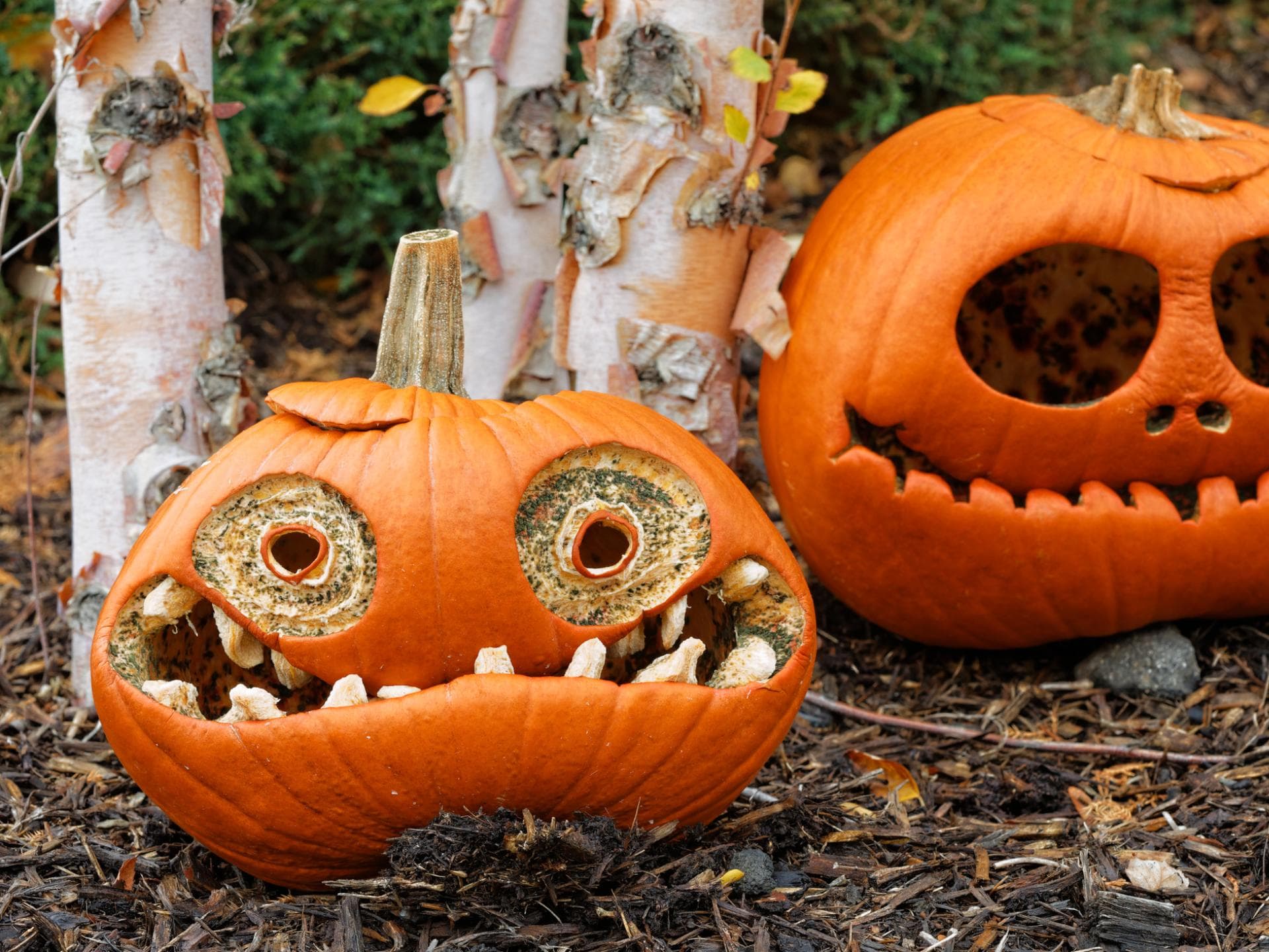 Kürbisgesicht schnitzen Witzige Kürbis-Gesichter