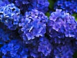 Blaue Hortensien sind im Garten sehr beliebt Blaue Hortensien