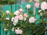 Rosen richtig pflegen? Wir kennen die besten Tipps! Rosafarbene Rosen
